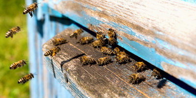 Bienen - Imkerverein